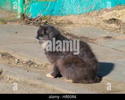 Die flauschige Katze sitzt auf der Straße und auf der Suche nach irgendwo Stockfoto