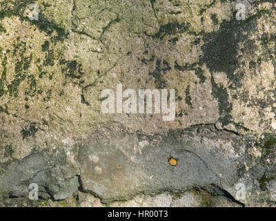 Die Textur der alten Mauer mit Pilz Stockfoto