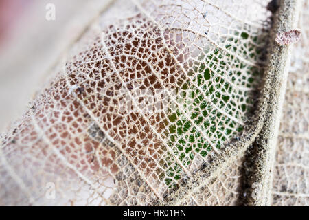 Trockene Blätter Nahaufnahme auf unscharfen Fokus. Stockfoto