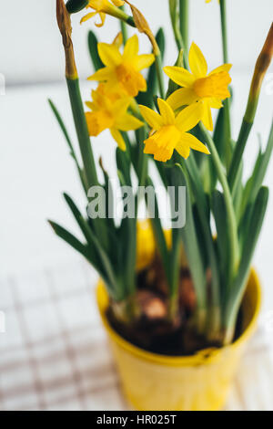 Frühlingsblumen, gelbe Narzissen in Metall Eimer-gelben Blumentopf Stockfoto