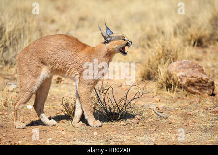 Karakal (Caracal Caracal) knurrend mit gewölbten Rücken, Gefangenschaft, Namibia Stockfoto