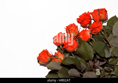 viele rote Rosen auf weißem Hintergrund. Stockfoto