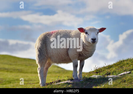 Schafe auf Bray Head, Valentia Island, County Kerry, Irland Stockfoto