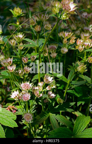 Astrantia major Bo Ann, rosa Flowe, Blumen, Blüte, Meisterwurz, mehrjährige, sterile Hybriden, RM Floral Stockfoto