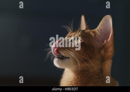 junge Abessinier Katze lecken Lippen Closeup Portrait, flachen Fokus Stockfoto