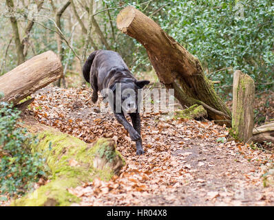 Schwarze Labrador Boxer cross läuft durch eine Lücke in einen umgestürzten Baum. Stockfoto