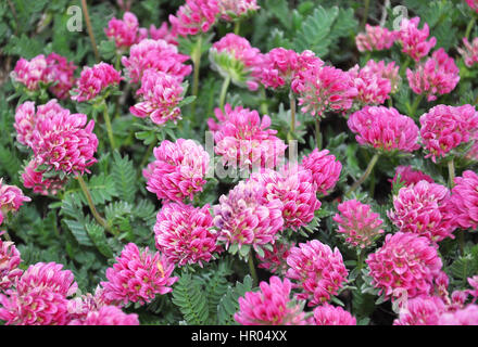 Berg Niere Wicke (Anthyllis Montana) Stockfoto
