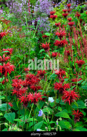 , Mix, gemischt, Bett, Grenze, üppig, tropisch, exotisch, heiß, Pflanzschema, Garten, Gartenarbeit, Persisch Stockfoto