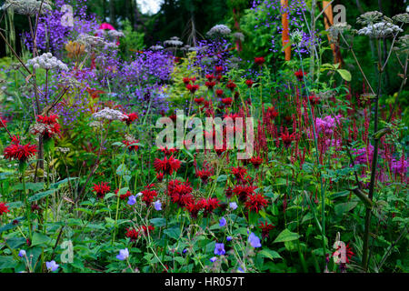 , Mix, gemischt, Bett, Grenze, üppig, tropisch, exotisch, heiß, Pflanzschema, Garten, Gartenarbeit, Persisch Stockfoto