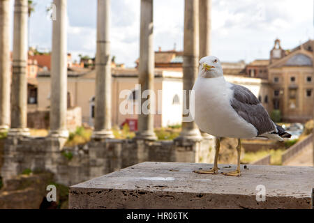 Möve auf den Ausblick über dem historischen Zentrum von Rom. Möwe auf Hintergrund Roman Forum. Stockfoto