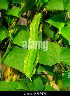 Grüne frische Bio Winged Bean (Prinzessin Erbse Bohne/Spargel) im Werk in den Morgen. Stockfoto