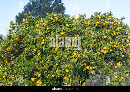 Orangenbaum mit Früchten in Mallorca Balearic islands Spanien im Winter. Stockfoto