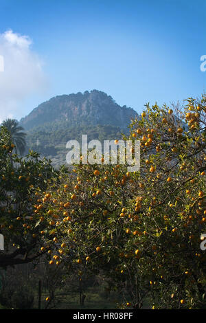 Orangenbaum mit Früchten in Soller, Mallorca Balearen Spanien im Winter. Stockfoto