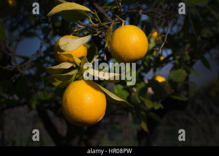 Orangenbaum mit Früchten in Mallorca Balearic islands Spanien im Winter. Stockfoto