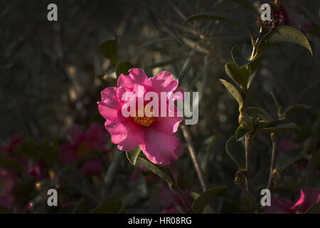 Hundsrose Rosa Canina Blüten und Knospen Closeup, Mallorca im Januar. Stockfoto