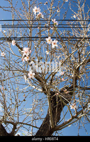 Mandelblüte unter Stromleitungen in Mallorca, Balearen, Spanien im Februar. Stockfoto