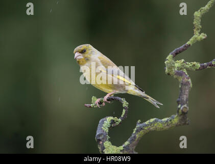 Grünfink (Zuchtjahr Chloris) auf einem Flechten bedeckten Zweig, im Regen, Februar 2017 Stockfoto