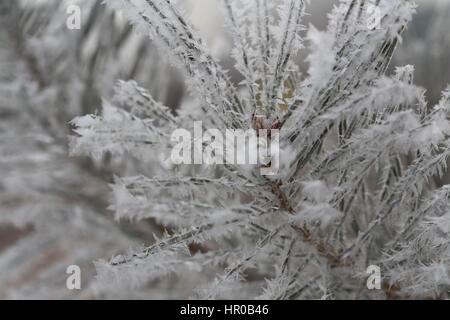 Schöne Tannenzweig mit großen individuellen Schneeflocken bedeckt Stockfoto