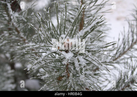 Schöne Tannenzweig, wie die Blume und mit großen individuellen Schneeflocken bedeckt Stockfoto