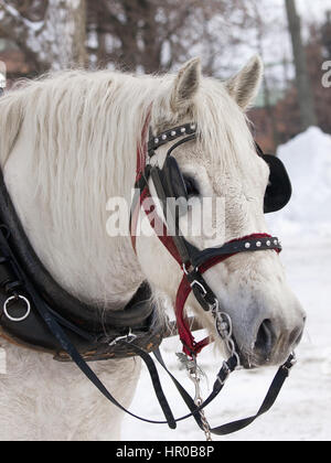 Pferd mit Hut ziehen Schlitten im winter Stockfoto