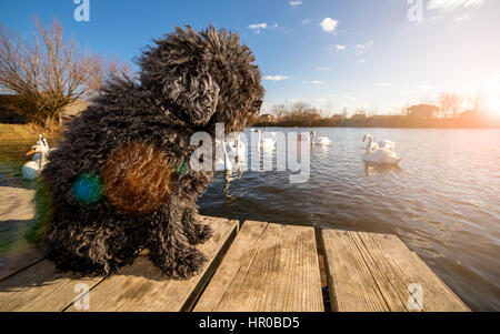 Ungarischer Puli Hund auf der Anklagebank Stockfoto