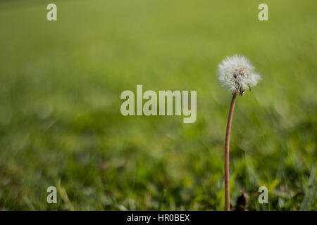 San Diego Kalifornien, USA. Wetter wird langsam wärmer auf Februar. grüner Rasen und weiße Blume. Stockfoto