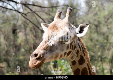 Giraffe Kopf in einem Park in Mombasa, Kenia Stockfoto
