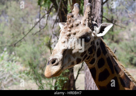 Giraffe Kopf mit mehreren Abszesse in einem Park in Mombasa, Kenia Stockfoto