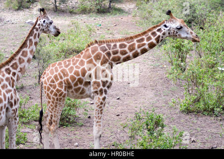 Zwei Giraffen in einem Park in Mombasa, Kenia Stockfoto