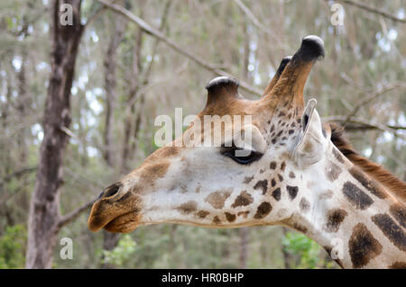 Leiter der Giraffen in einem Park in Mombasa, Kenia Stockfoto