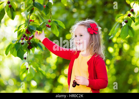 Kinder pflücken Kirschen auf einer Obstplantage. Kinder pflücken Kirschen im Sommer Obstgarten. Kleinkind Kind essen frisches Obst vom Baum Garten. Kleine Bauern Mädchen Witz Stockfoto