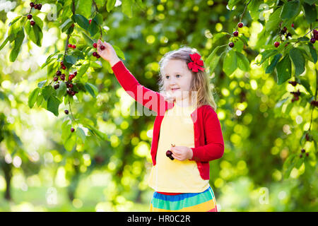 Kinder pflücken Kirschen auf einer Obstplantage. Kinder pflücken Kirschen im Sommer Obstgarten. Kleinkind Kind essen frisches Obst vom Baum Garten. Kleine Bauern Mädchen Witz Stockfoto