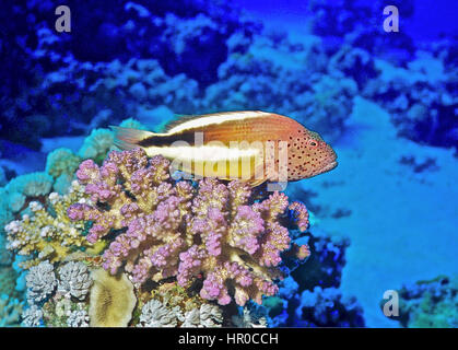 Ein sommersprossiges Hawkfish (Paracirrhites Forsteri). Es fehlt eine Schwimmblase und findet sich auf dem Substrat, in diesem Fall eine Himbeere Korallen angesiedelt. Im Roten Meer. Stockfoto