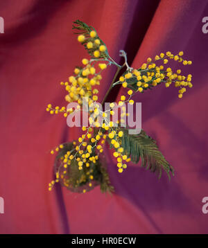 Zweig von Acacia Dealbata auf rot Stockfoto