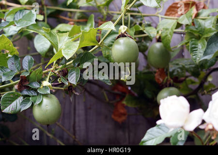 Passionsfrucht/Maracuja Reben wachsen in einem Hausgarten Stockfoto