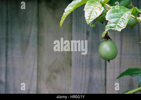 Passionsfrucht/Maracuja Reben wachsen in einem Hausgarten Stockfoto