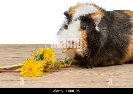 Wunderschöne Meerschweinchen sitzt auf einem alten Holztisch und isst gelbe Löwenzahn Stockfoto