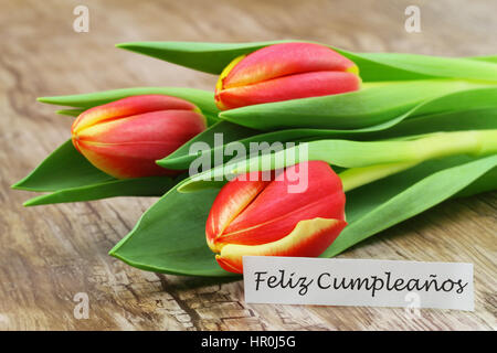 Feliz Cumpleanos (d.h. Happy Birthday auf Spanisch) mit drei bunte Tulpen Stockfoto