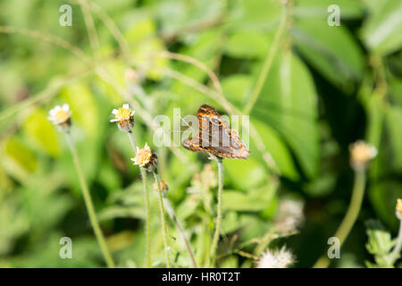 Asuncion, Paraguay. Februar 2017. Mangroven-buckeye (Junonia genoveva)-Schmetterling ernährt sich an sonnigen Tagen in Asuncion, Paraguay von Mangroven oder Tridax-Gänseblümchen (Tridax procumbens). Anm.: Andre M. Chang/Alamy Live News Stockfoto