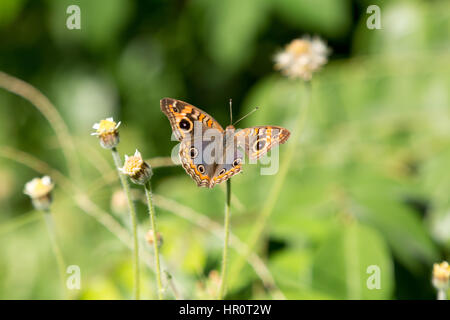 Asuncion, Paraguay. Februar 2017. Mangroven-buckeye (Junonia genoveva)-Schmetterling ernährt sich an sonnigen Tagen in Asuncion, Paraguay von Mangroven oder Tridax-Gänseblümchen (Tridax procumbens). Anm.: Andre M. Chang/Alamy Live News Stockfoto