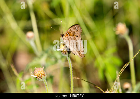 Asuncion, Paraguay. Februar 2017. Mangroven-buckeye (Junonia genoveva)-Schmetterling ernährt sich an sonnigen Tagen in Asuncion, Paraguay von Mangroven oder Tridax-Gänseblümchen (Tridax procumbens). Anm.: Andre M. Chang/Alamy Live News Stockfoto