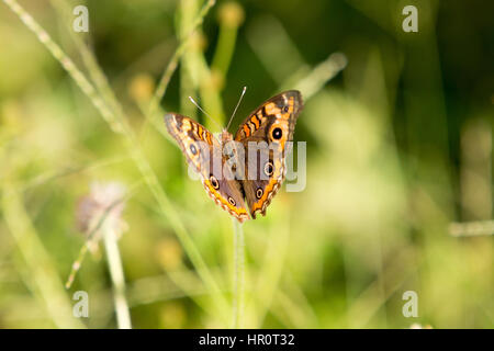 Asuncion, Paraguay. Februar 2017. Mangroven-buckeye (Junonia genoveva)-Schmetterling ernährt sich an sonnigen Tagen in Asuncion, Paraguay von Mangroven oder Tridax-Gänseblümchen (Tridax procumbens). Anm.: Andre M. Chang/Alamy Live News Stockfoto