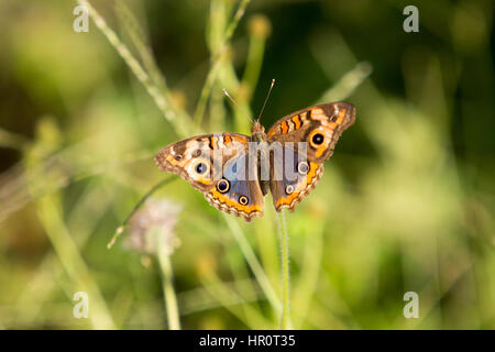 Asuncion, Paraguay. Februar 2017. Mangroven-buckeye (Junonia genoveva)-Schmetterling ernährt sich an sonnigen Tagen in Asuncion, Paraguay von Mangroven oder Tridax-Gänseblümchen (Tridax procumbens). Anm.: Andre M. Chang/Alamy Live News Stockfoto