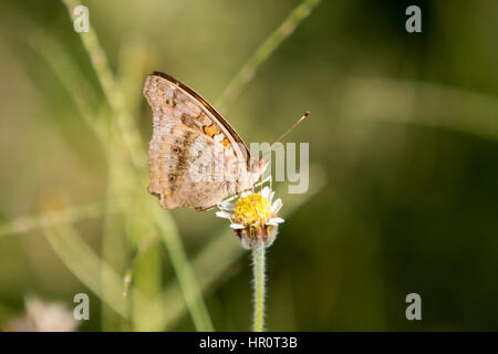 Asuncion, Paraguay. Februar 2017. Mangroven-buckeye (Junonia genoveva)-Schmetterling ernährt sich an sonnigen Tagen in Asuncion, Paraguay von Mangroven oder Tridax-Gänseblümchen (Tridax procumbens). Anm.: Andre M. Chang/Alamy Live News Stockfoto