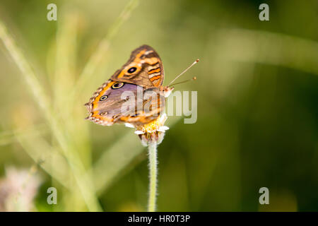 Asuncion, Paraguay. Februar 2017. Mangroven-buckeye (Junonia genoveva)-Schmetterling ernährt sich an sonnigen Tagen in Asuncion, Paraguay von Mangroven oder Tridax-Gänseblümchen (Tridax procumbens). Anm.: Andre M. Chang/Alamy Live News Stockfoto