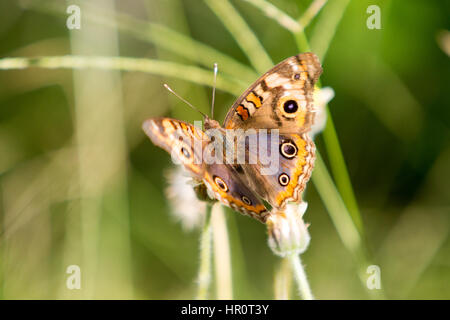 Asuncion, Paraguay. Februar 2017. Mangroven-buckeye (Junonia genoveva)-Schmetterling ernährt sich an sonnigen Tagen in Asuncion, Paraguay von Mangroven oder Tridax-Gänseblümchen (Tridax procumbens). Anm.: Andre M. Chang/Alamy Live News Stockfoto