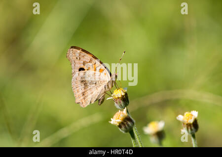 Asuncion, Paraguay. Februar 2017. Mangroven-buckeye (Junonia genoveva)-Schmetterling ernährt sich an sonnigen Tagen in Asuncion, Paraguay von Mangroven oder Tridax-Gänseblümchen (Tridax procumbens). Anm.: Andre M. Chang/Alamy Live News Stockfoto