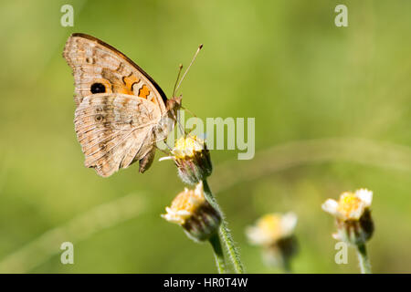 Asuncion, Paraguay. Februar 2017. Mangroven-buckeye (Junonia genoveva)-Schmetterling ernährt sich an sonnigen Tagen in Asuncion, Paraguay von Mangroven oder Tridax-Gänseblümchen (Tridax procumbens). Anm.: Andre M. Chang/Alamy Live News Stockfoto