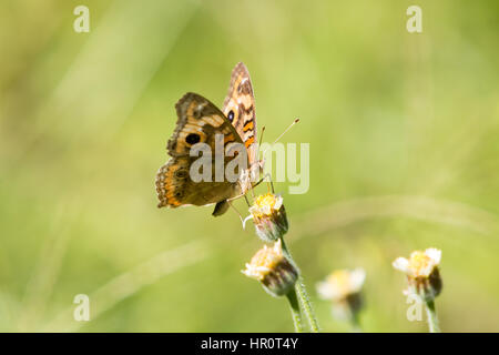 Asuncion, Paraguay. Februar 2017. Mangroven-buckeye (Junonia genoveva)-Schmetterling ernährt sich an sonnigen Tagen in Asuncion, Paraguay von Mangroven oder Tridax-Gänseblümchen (Tridax procumbens). Anm.: Andre M. Chang/Alamy Live News Stockfoto