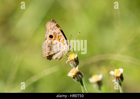 Asuncion, Paraguay. Februar 2017. Mangroven-buckeye (Junonia genoveva)-Schmetterling ernährt sich an sonnigen Tagen in Asuncion, Paraguay von Mangroven oder Tridax-Gänseblümchen (Tridax procumbens). Anm.: Andre M. Chang/Alamy Live News Stockfoto